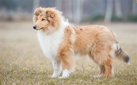 rough collie behavior.